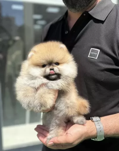 Pomeranian Boo Köpekler