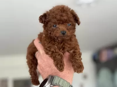 Petmode Köpek Çiftliğinden Tea Cup Kore Poodle