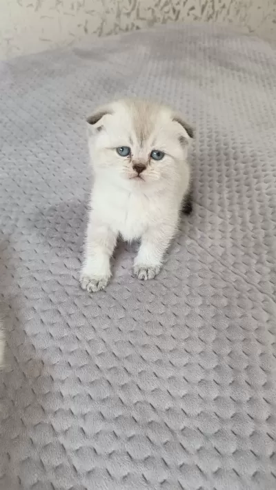 British Shorthair Yavrular Sahiplendirilecektir