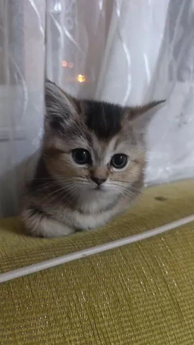Sevimli Tam Bir Oyuncu Kedidir
