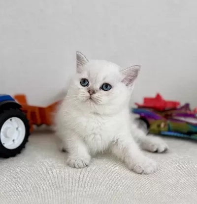 British Shorthair Bebek Kediler