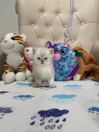 British Shorthair Silver Point Yavrular