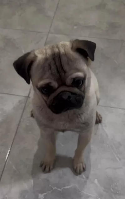 1 Yaşına Yeni Girdi Erkek Pug