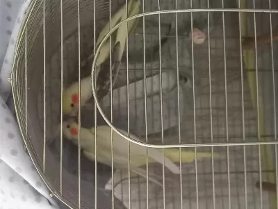 Kuluçka Geçirmiş Çift Sultan Papağanı