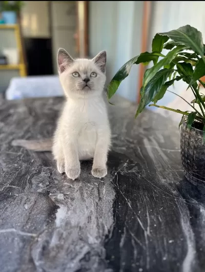 British Shorthair Oğluma Yuva Arıyorum