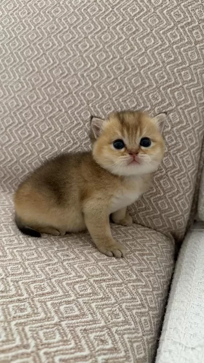 Dişi Golden British Shorthair Bebekler