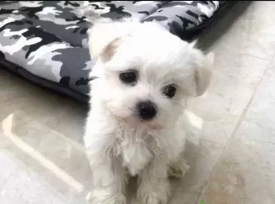 Mini Boy Maltese Yavrularımız