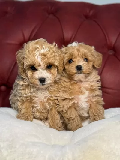 Yasal Ruhsatlı Çiftlikten Maltipoo Yavrular