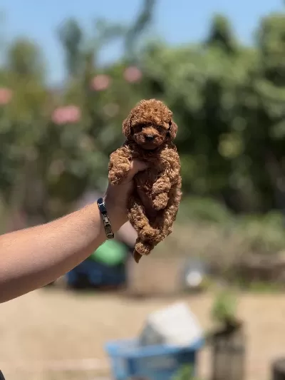 Miniboy Teacup Korekan Poodle Bebekler