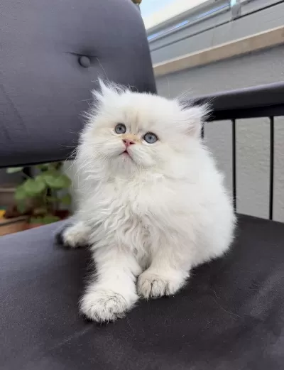 British Longhair By1133 Anne Baba Şecereli Yavru