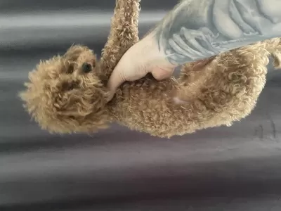 1 Yaşında 2 Kg Erkek Red Toy Poodle