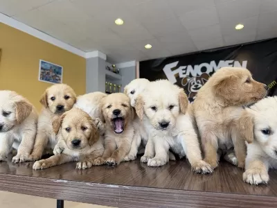 Baby Face Golden Retriewer Yavrulari Safkan Belgeli Ankara