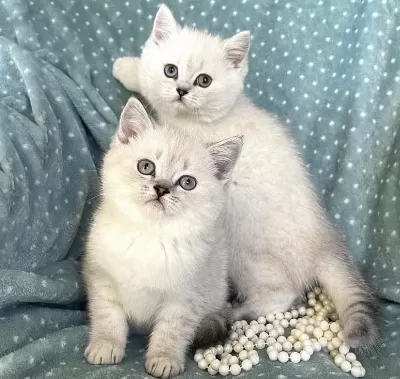 British Shorthair Silver Yavrularim