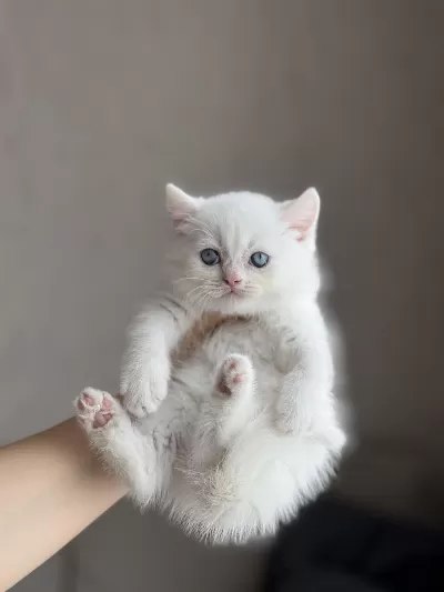 Boncuk Gözlü Ayi Surat British Shorthair Yavrum