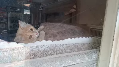 Sarman Kedicik 1 Yaşlarında