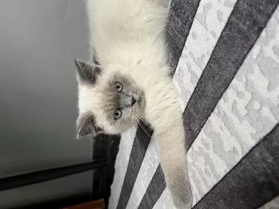 2 Aylık Blue Point Erkek British Shorthair