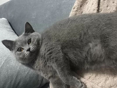 Sosyal British Shorthair