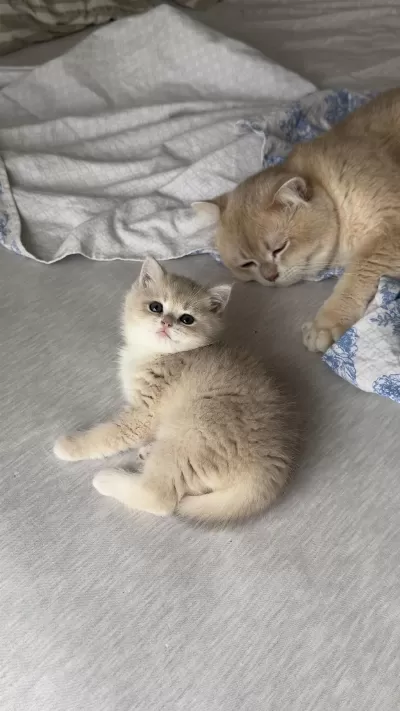 Golden Gerçek Saf Kan British Shorthair