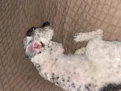 Maltipoo 7 Aylık Erkek