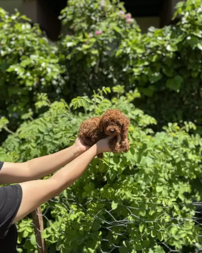 Kore Kan Aşılı Poodle Bebekler