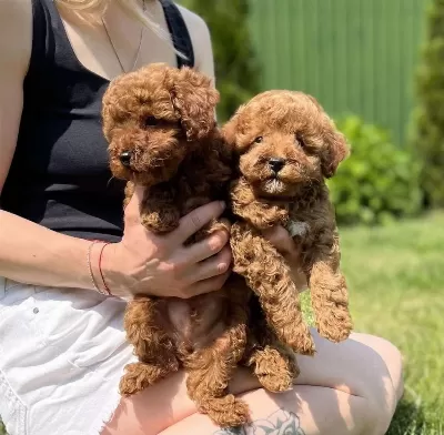 Toy Poodle Yavrulari
