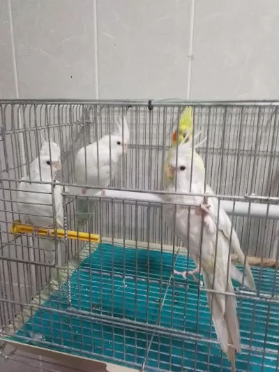 Damızlık Sultan Papağanlar