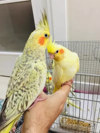 Sultan Papağanı 2 Aylıklar
