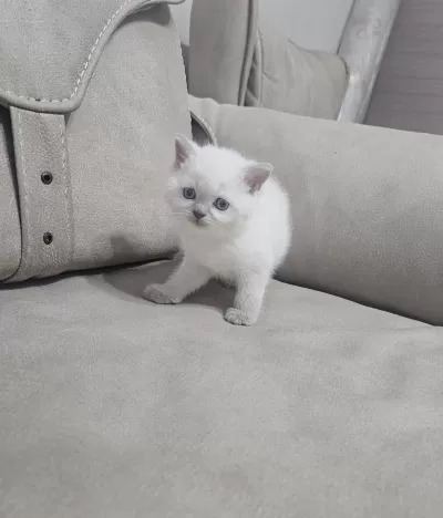Beyaz Scottish Fold Prens