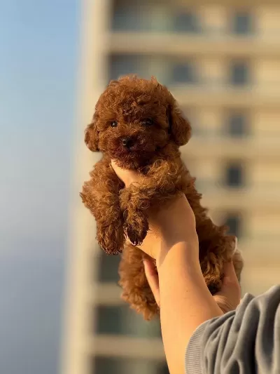 Teacup Boy Aşili Wc Eğitimli Premium Poodle