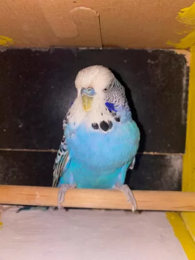 Erkek Show Jumbo Muhabbet Kuşu
