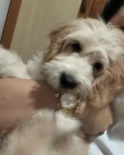 4 Aylık Maltipoo İçin Acil Yuva Arıyoruz