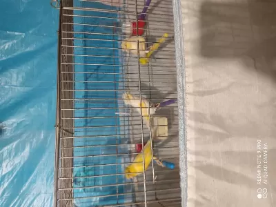 Lanksair Kırması Dişi Tepeli Alman Tepeli Dişi Kanarya