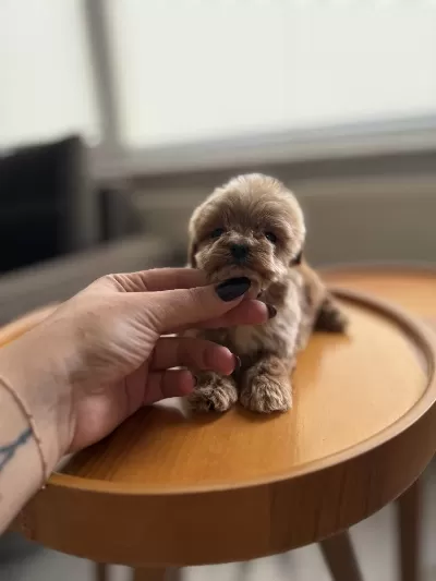 Dişi Ve Teacup Erkek Kore Maltipoo Bebişler