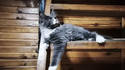 Tüm Aşı Ve Belgeleri Eksiksiz Şecereli Safkan Maine Coon