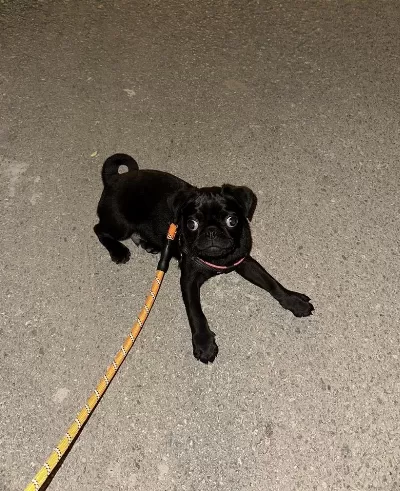 4 Aylık Bebek Bi Pug Acil Verilecek