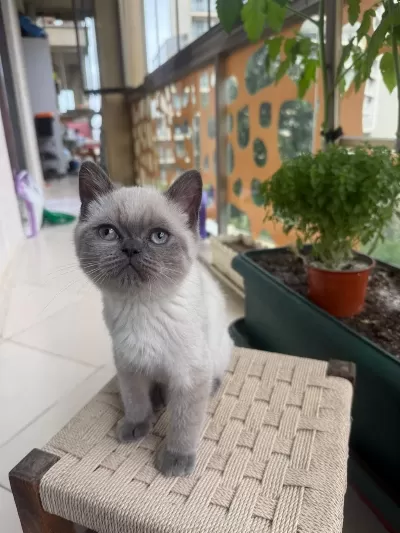 Erkek Blue Point Cinsi Erkek 3.5 Aylık British Shorthair