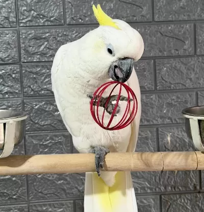Full Evcil Kakadu Papağanı