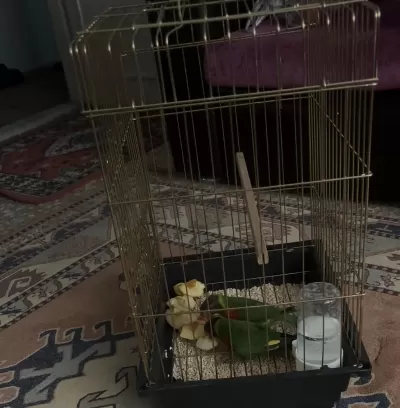 Lori Papağanı 6 Aylık