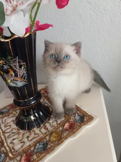 2 Erkek British Shorthair