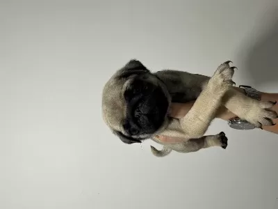 2 Aylık Pug Yavrular