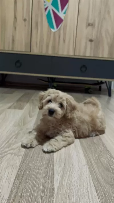 Yuva Arıyoruz Maltipoo Köpeğimize