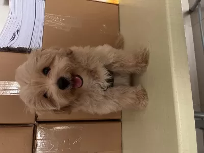 Beş Aylık Erkek Maltipoo Yeni Yuvası Olmak İstermisiniz