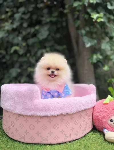 Orjinal Ayı Surat Pomeranian