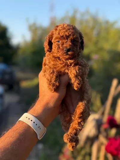 Show Kalite Miniboy Teacup Poodle