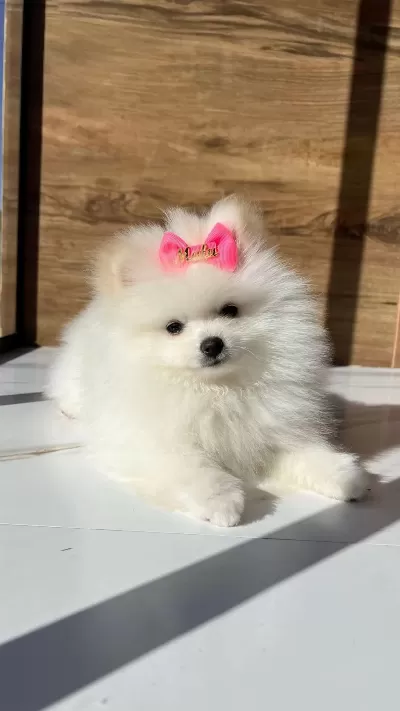 Pomeranian Boo Yavru Köpeği