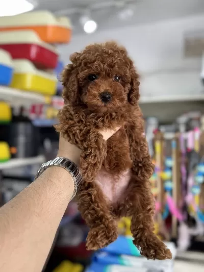 Toy Poodle Dişi Eğitimli Yavrumuz