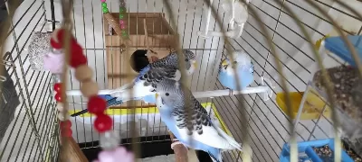 3 Tane Muhabbet Kuşumuz Vardır Sahiplendirme İstiyorum