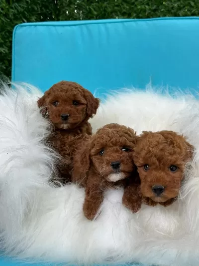Denizli Merkez Teslime Hazir Poodle Yavrular