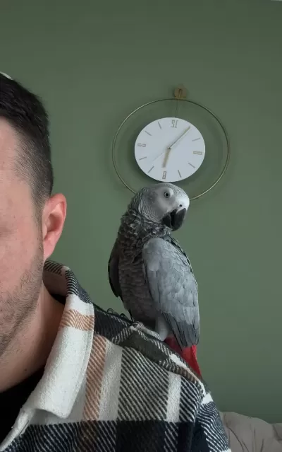 Sağlıklı Erkek Jako Papağanı