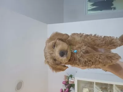 Sağlıklı 2.5 Aylık Maltipoo